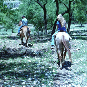 Elm Creek Stables
