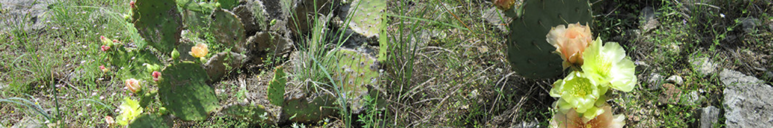 Rock-N-Cedar Ranch Header Image