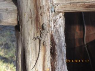 rockin_cedar_ranch_1557a